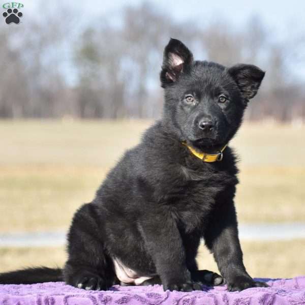 Jinger, German Shepherd Puppy